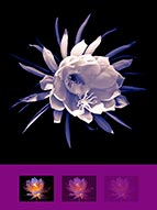 Flower by Vallarie Enriquez